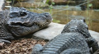 Uno studio sul ‘crocodile gambling’ vince un Ig Nobel