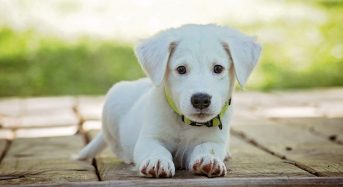 Come creare un giardino perfetto per il tuo cane?