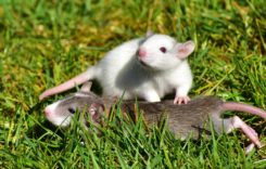 Le conseguenze dell’infestazione di ratti che tutti devono conoscere