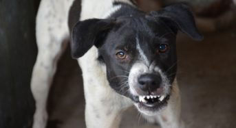 Indagato il proprietario dei cani che ieri hanno ucciso la 20enne a Satriano.