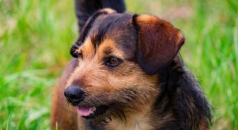 Di che razza sono i cani di Lilli e il vagabondo?