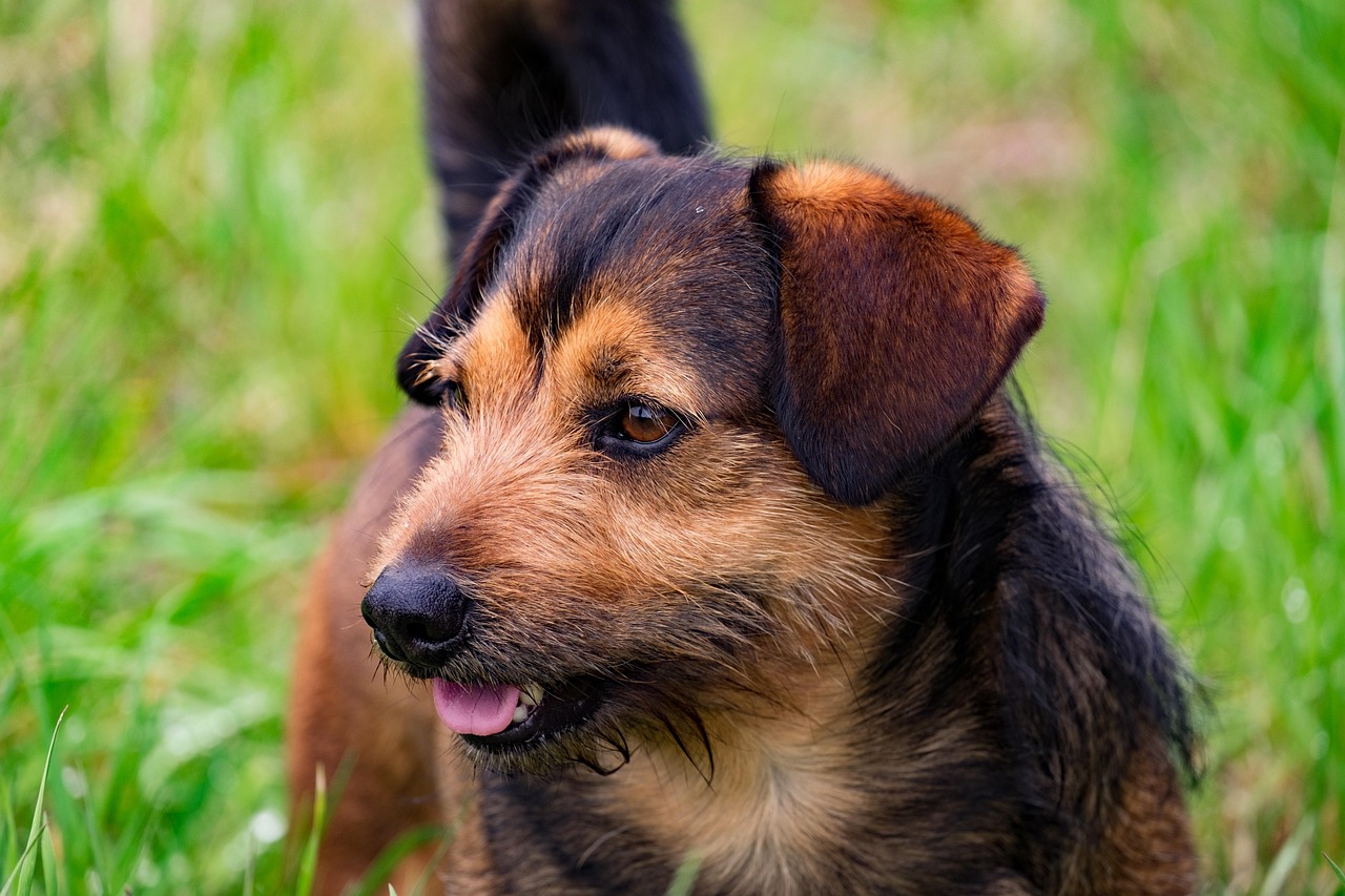 cani lilli e il vagabondo