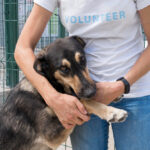 Adottare un cane a distanza: costi, come funziona e vantaggi adotta un cane a distanza