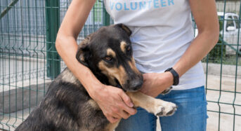 Adottare un cane a distanza: costi, come funziona e vantaggi