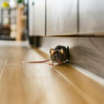 Sognare topi: significato, interpretazione e simboli nei sogni sognare topi interpretazione