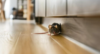 Sognare topi: significato, interpretazione e simboli nei sogni