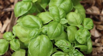 Basilico in vaso: come curare la pianta sul balcone